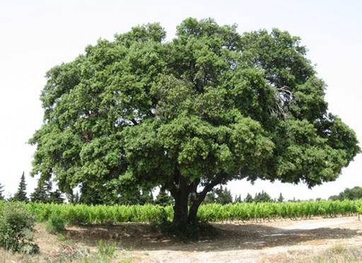 Quercus ilex (Chêne vert)