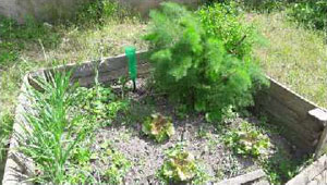 Jardin pédagogique - projet environnement de l'école Auron Jardin pédagogique - projet environnement de l'école Auron