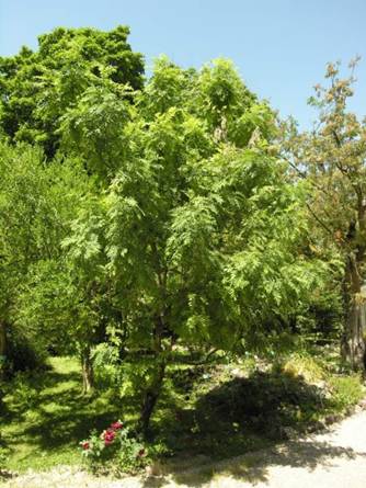 Sorbus domestica (Cormier)